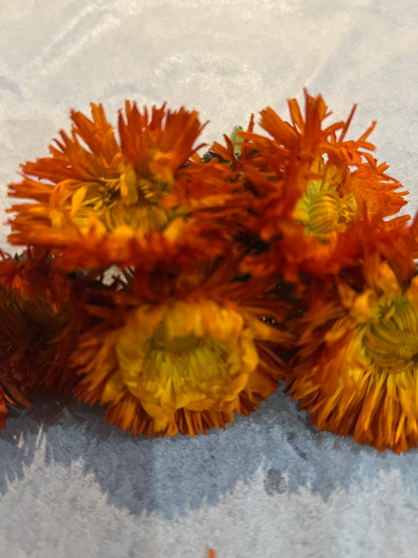 Calendula Salve